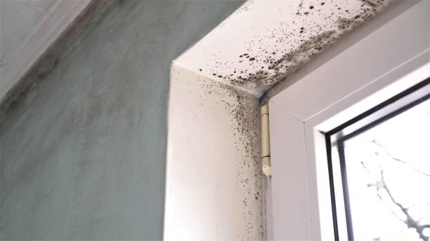 Best Mold Removal Near Me  in Thorofare, NJ