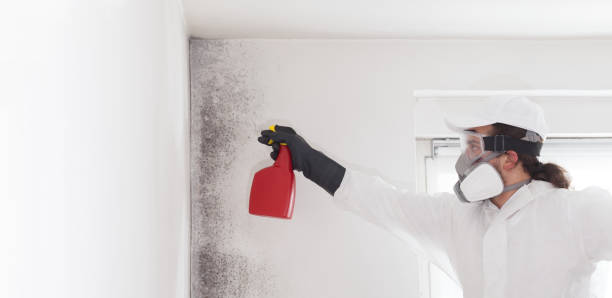 Attic Mold Removal in Thorofare, NJ