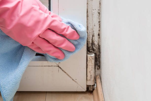 Best Home Mold Removal  in Thorofare, NJ