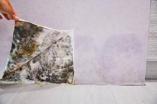 Best Mold Testing  in Thorofare, NJ